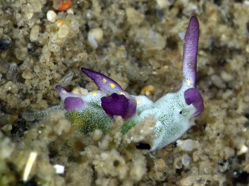 r0002a